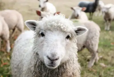 a close up of a sheep