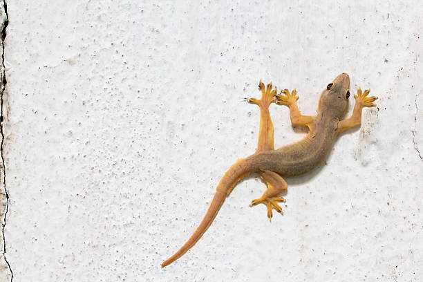a lizard on a white surface