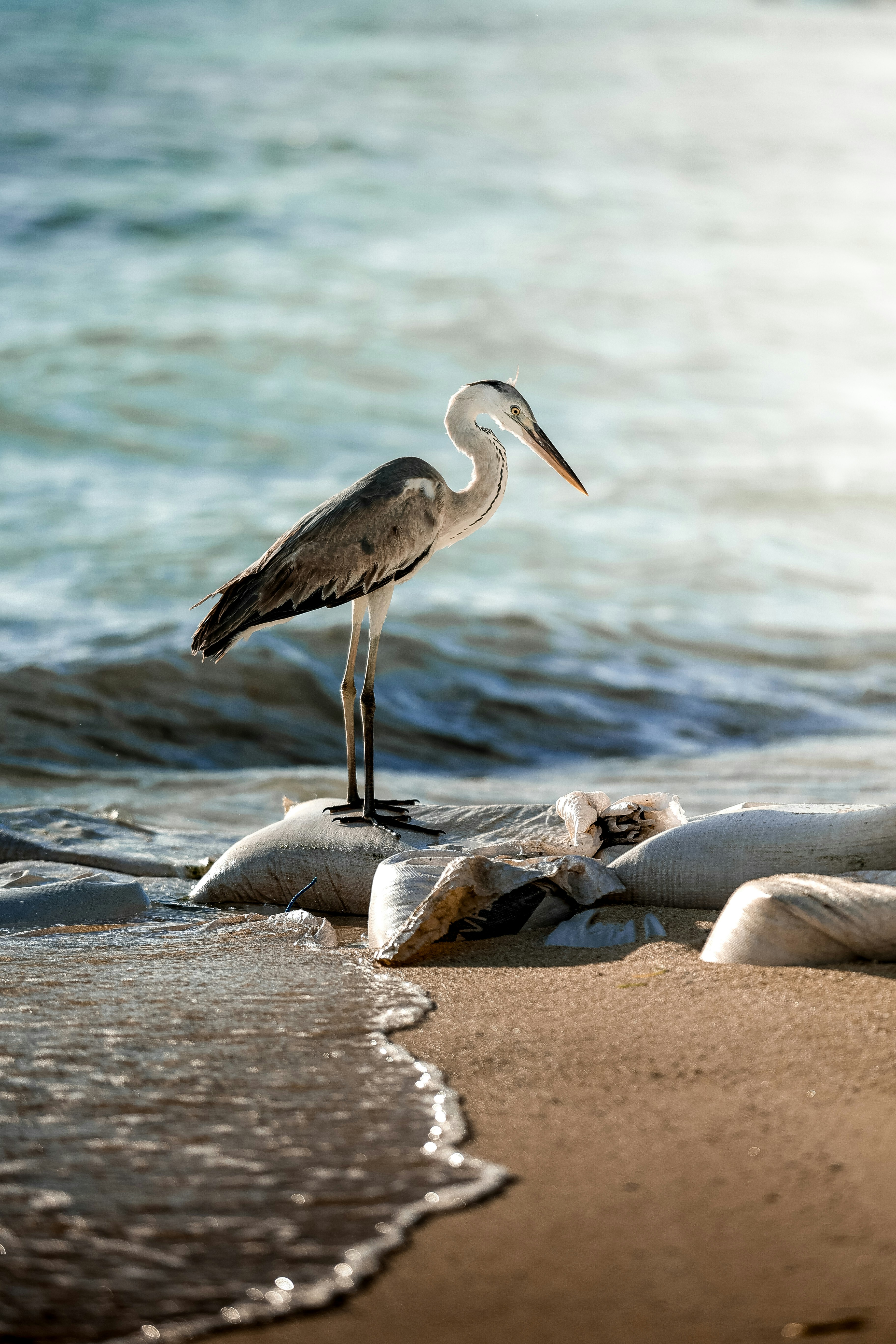 a bird standing on a rock on a beach