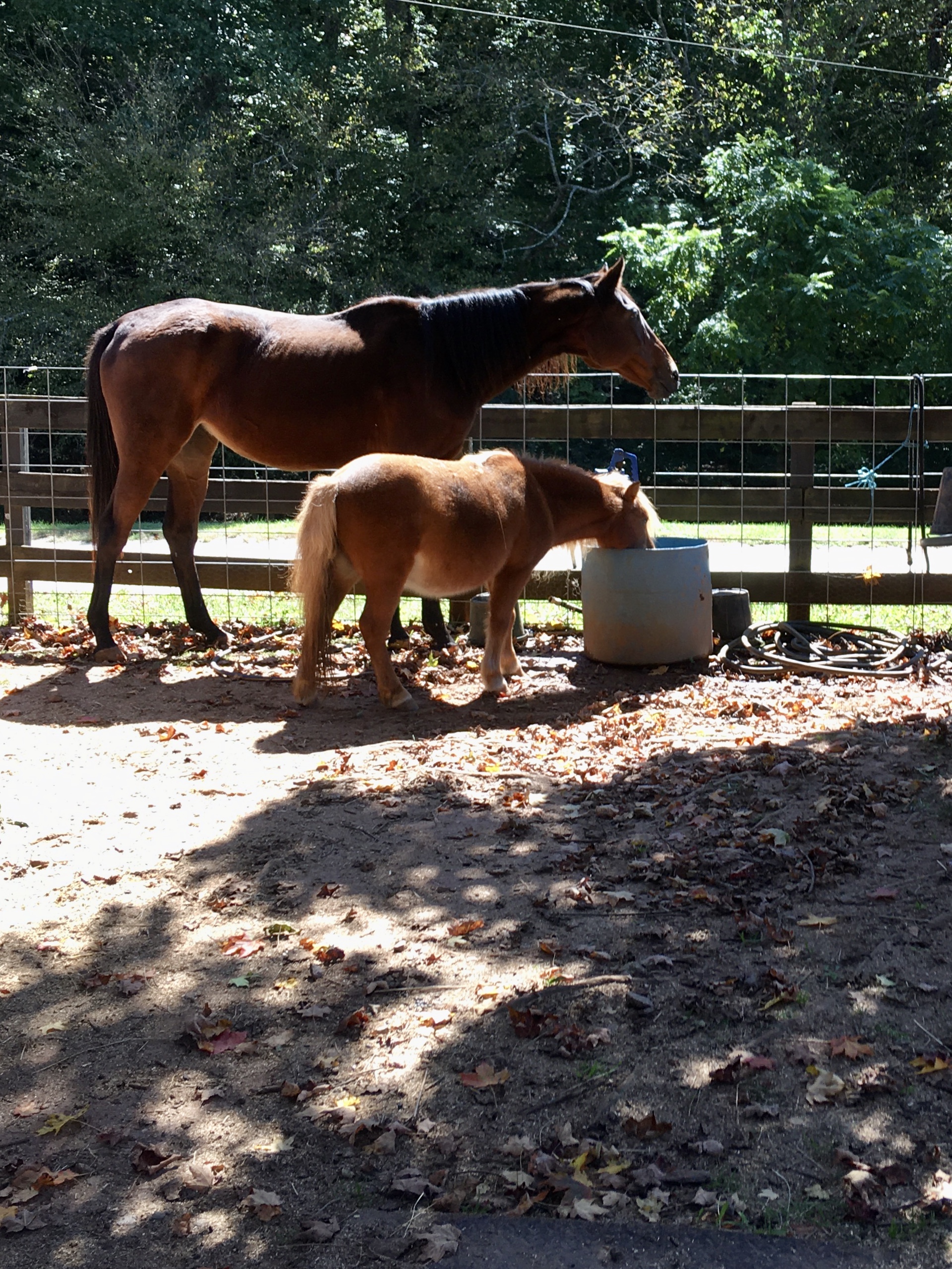 a horse and a pony drinking from a bucket