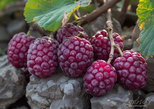 a group of berries on a rock