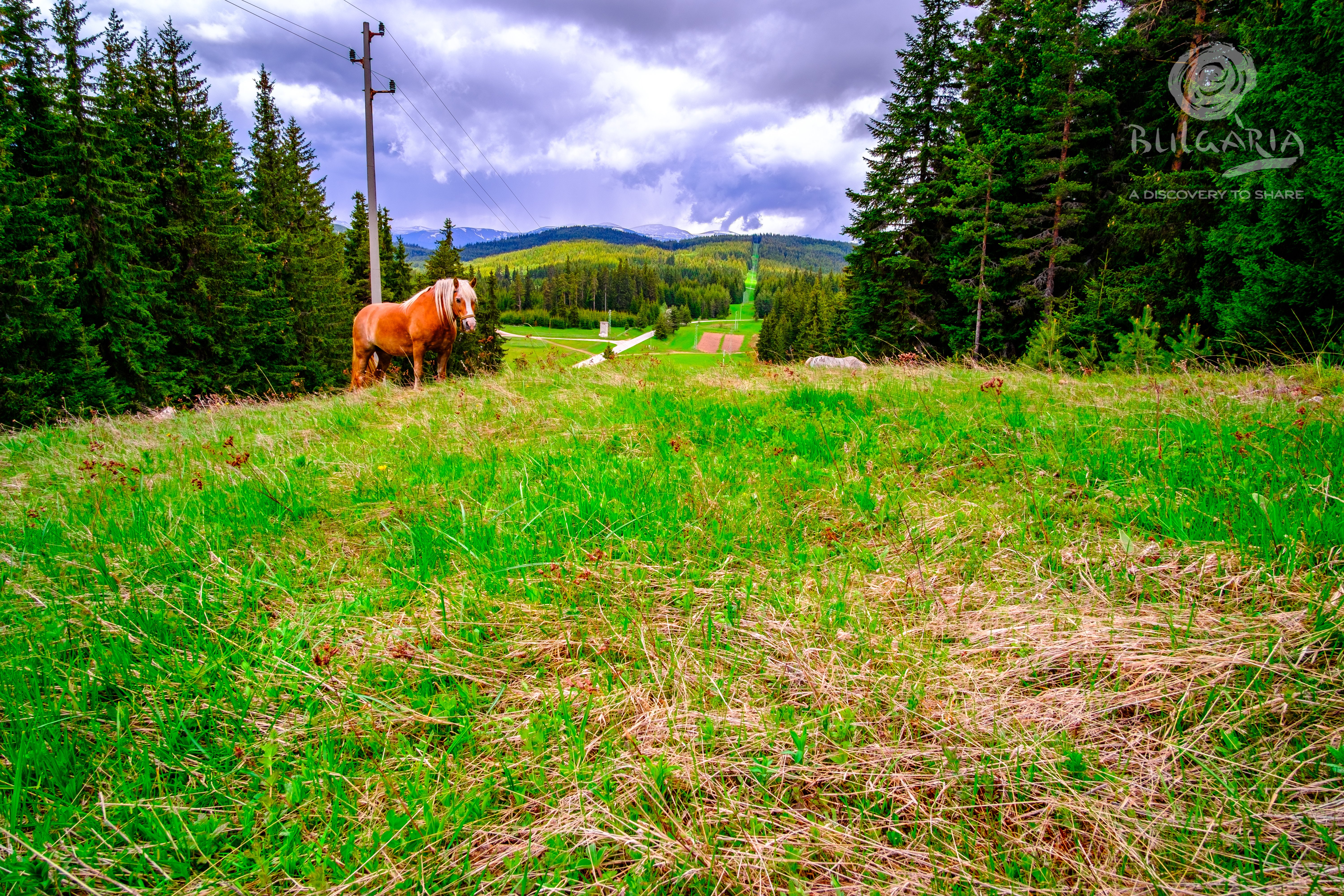 a horse standing in a grassy field