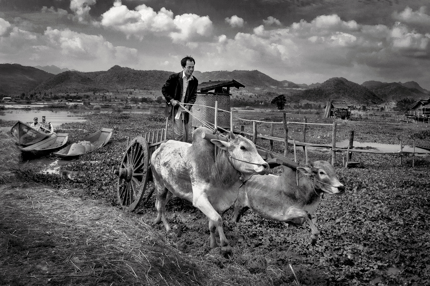 a man pulling two oxen
