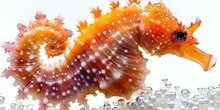 a seahorse with white dots