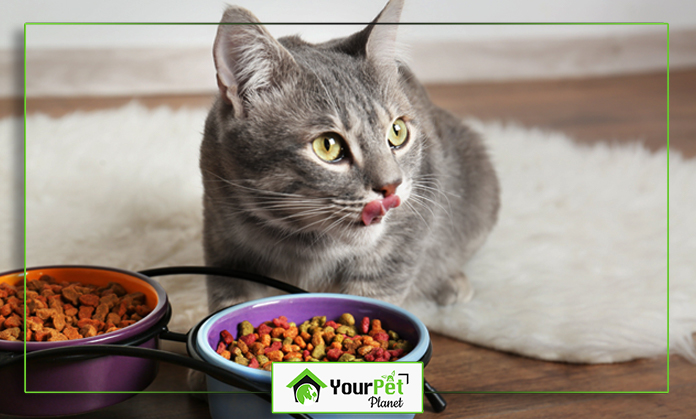 a cat sitting next to a bowl of food