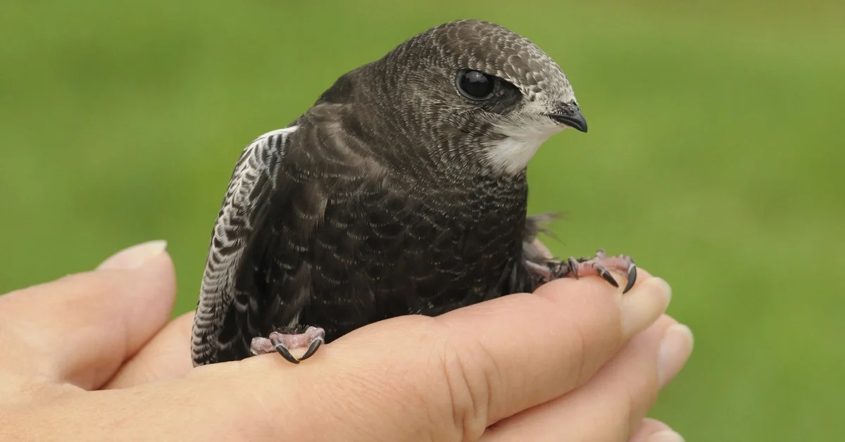 a bird on a person's hand