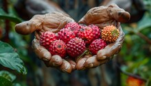 hands holding a handful of berries