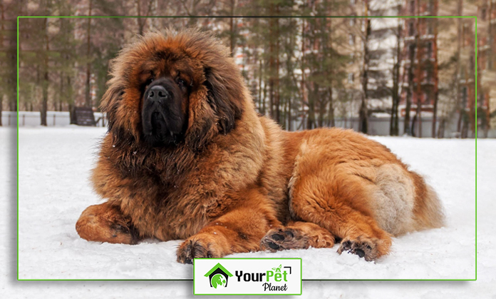 a large fluffy dog lying in the snow