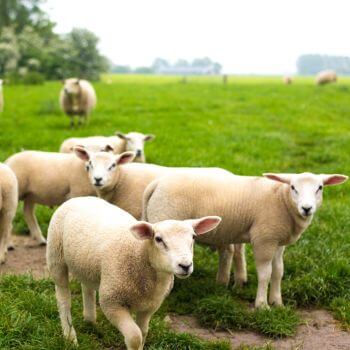 a group of sheep in a field