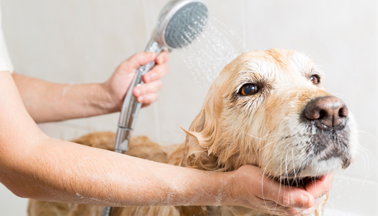 a person washing a dog