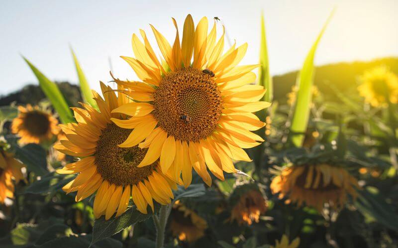 a group of sunflowers in a field