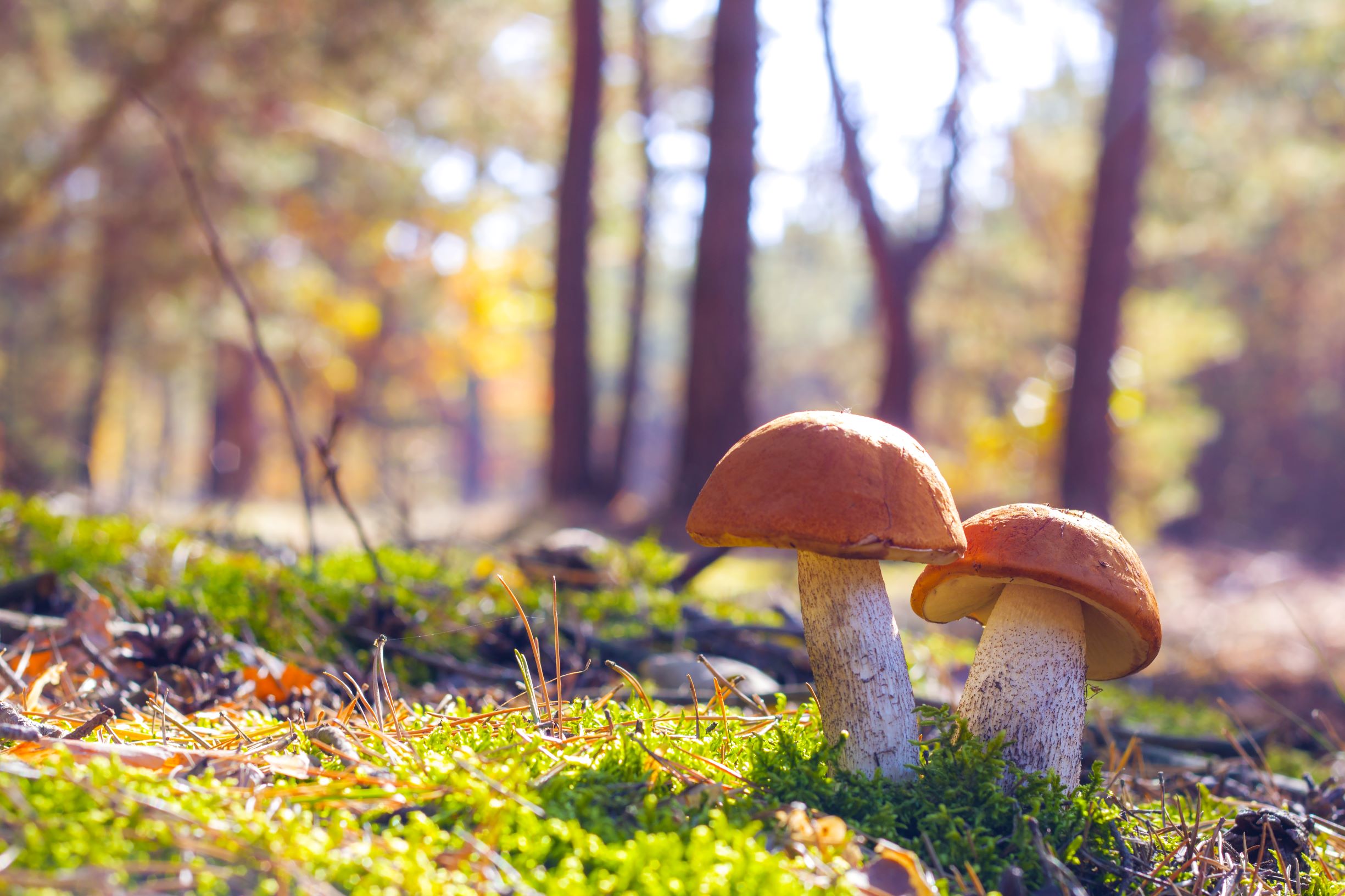 two mushrooms growing in the grass