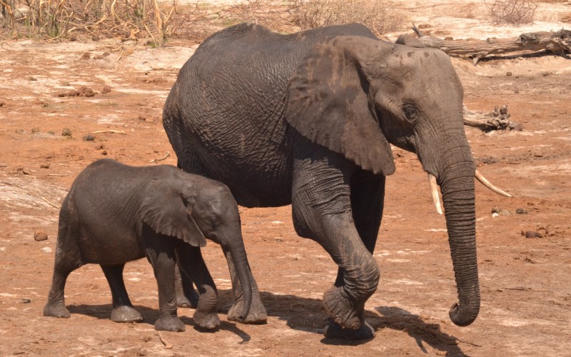 a mother elephant and baby elephant walking