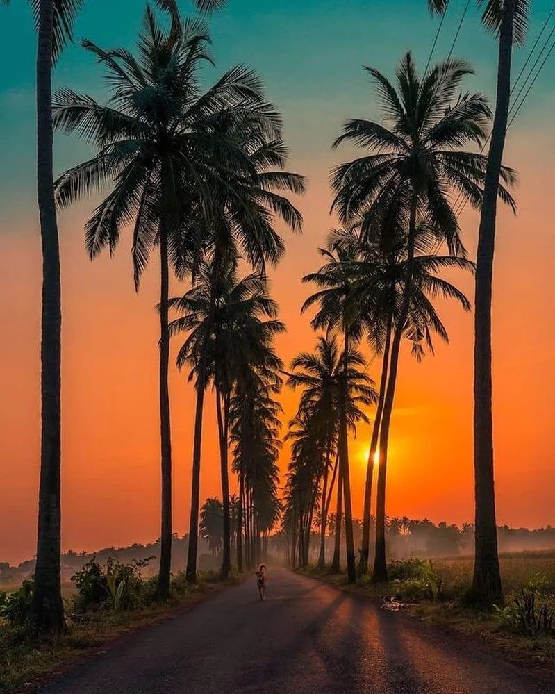 a road with palm trees and a sunset