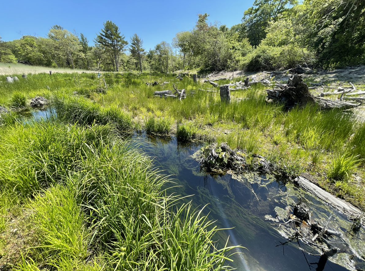 a stream in a grassy area