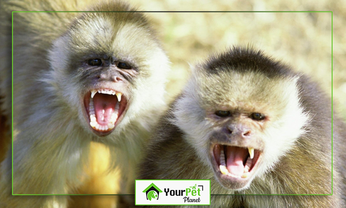 a group of monkeys with their mouths open