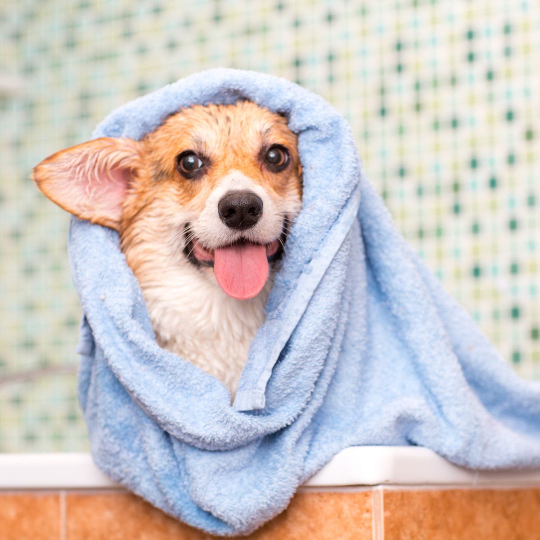 a dog wrapped in a blue towel