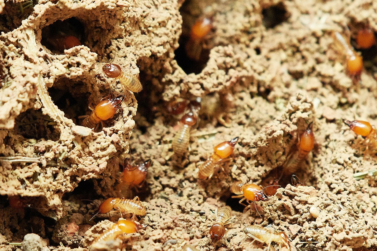 a group of termites on dirt