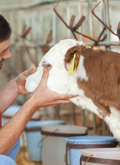 a man petting a cow