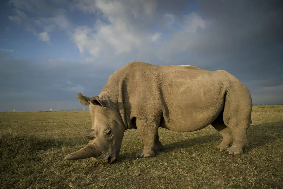 a rhinoceros grazing on grass
