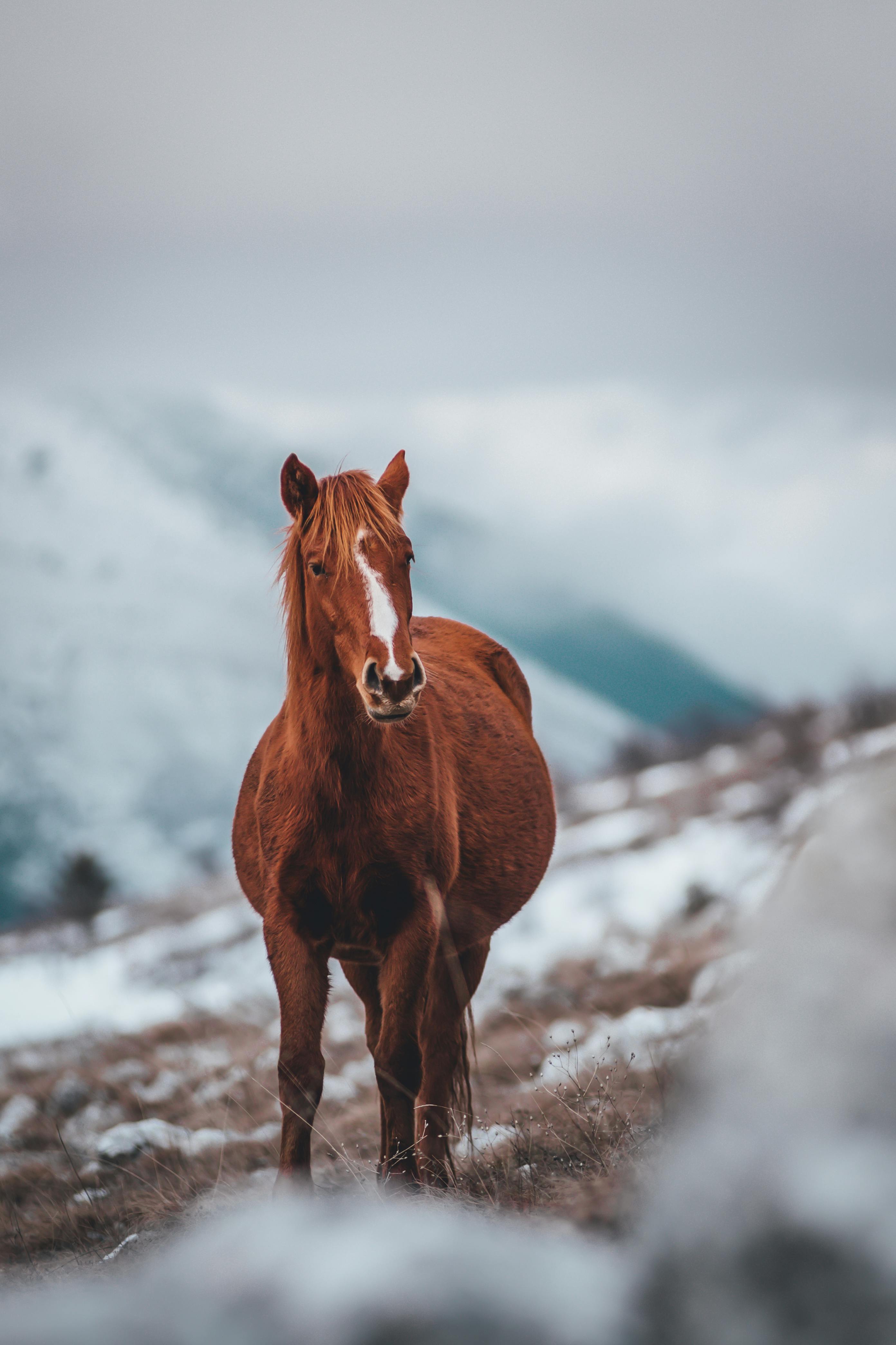 a horse standing in a snowy field