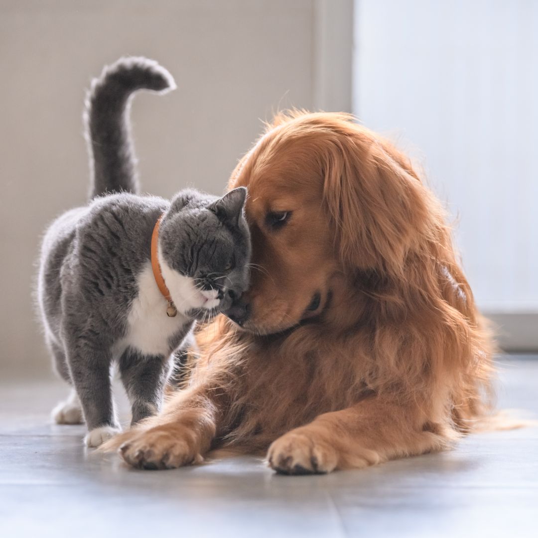 a cat and dog lying on the floor