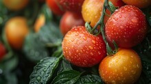 a close up of tomatoes