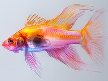 a colorful fish with pink and orange fins