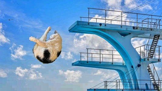 a cat jumping into a diving board