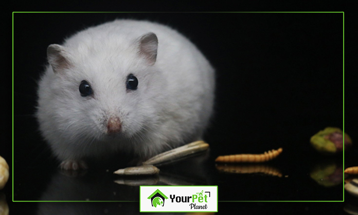 a white rodent with a worm