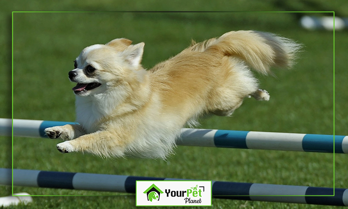 a dog jumping over a hurdle