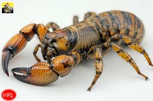 a close up of a scorpion