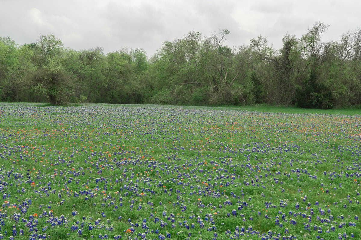 a field of flowers and trees