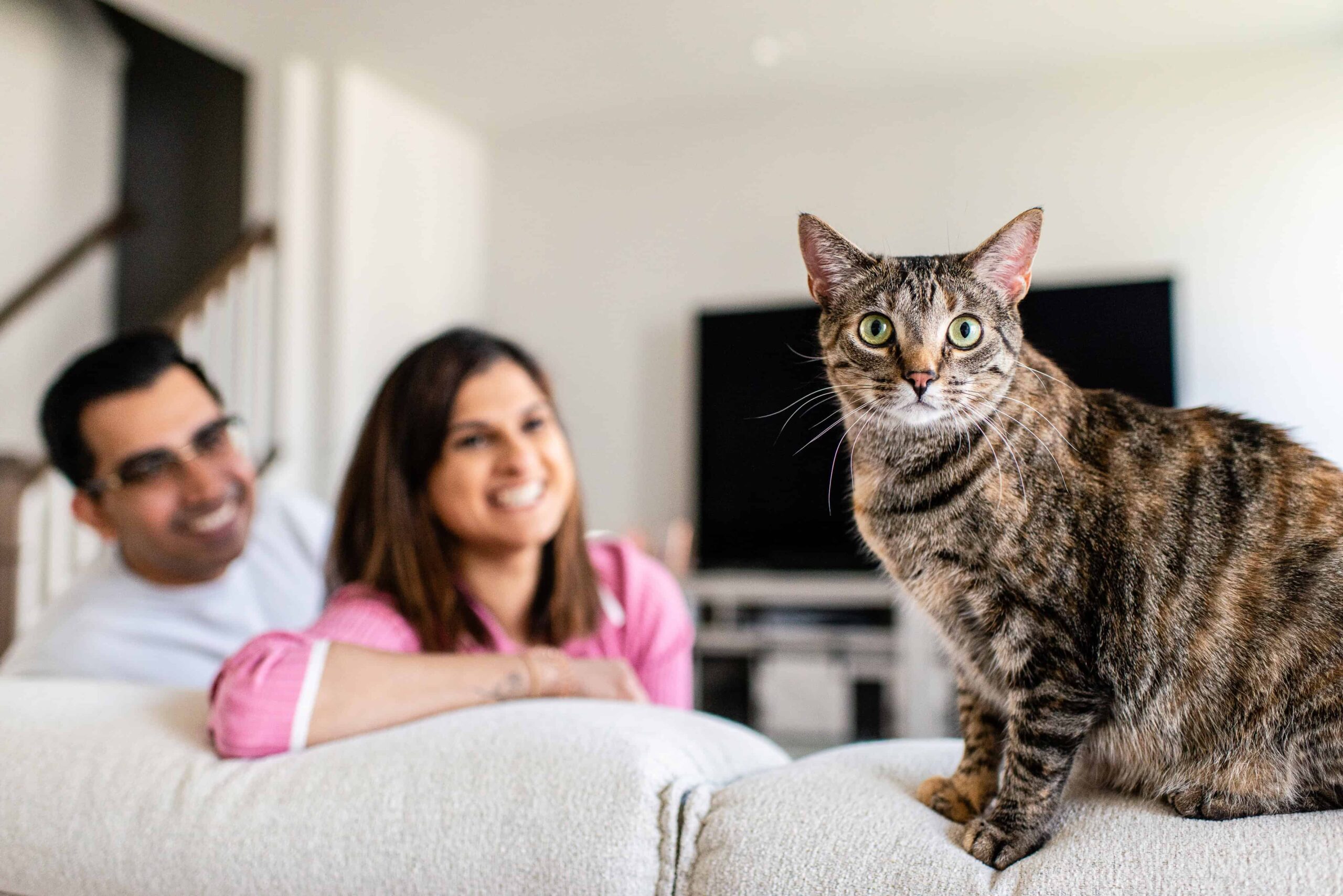 a cat on a couch with a man and woman in the background