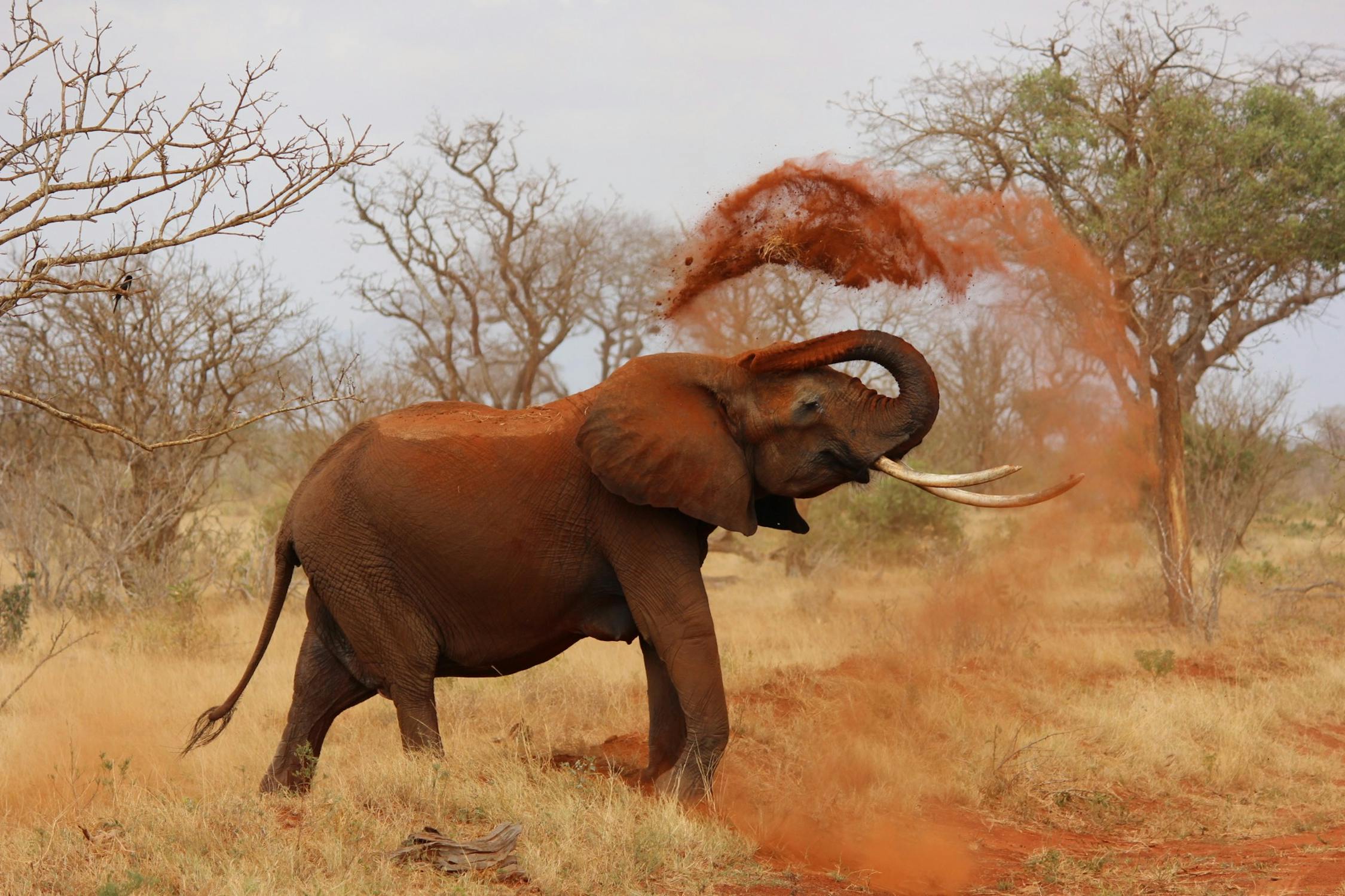 an elephant throwing dirt in the air