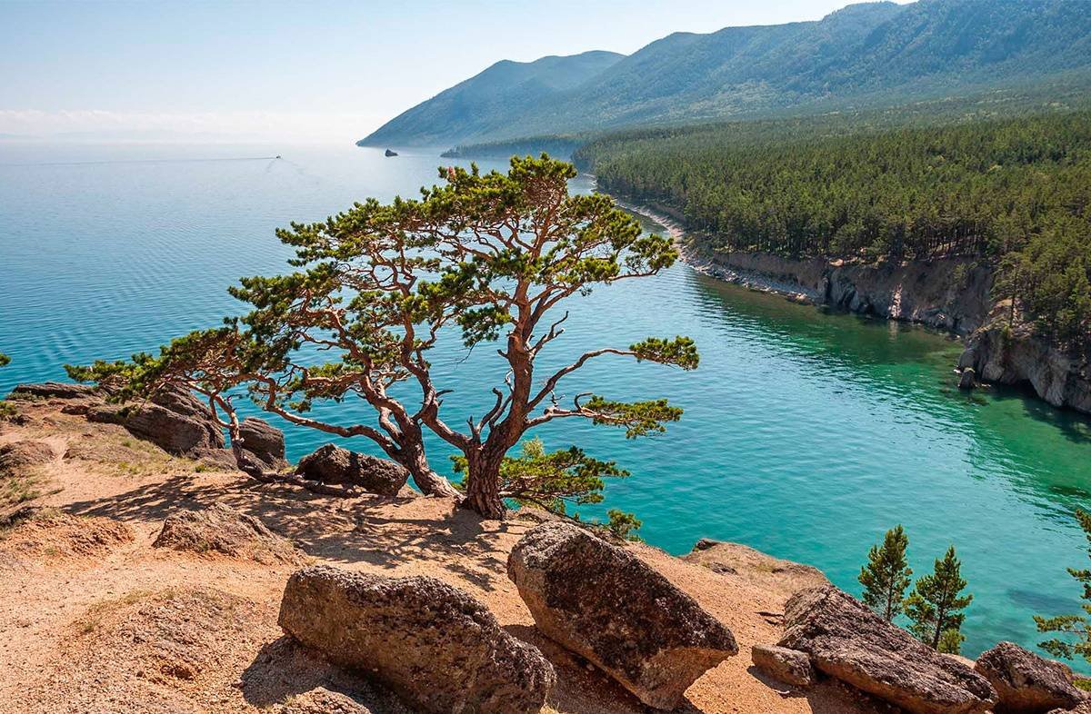 a tree on a cliff by a body of water