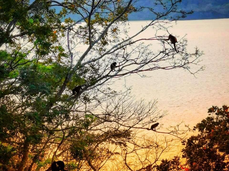 a group of monkeys on a tree branch