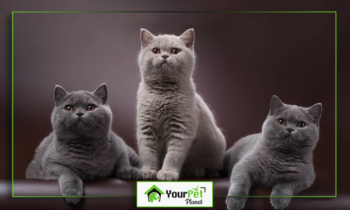 a group of cats sitting on a couch