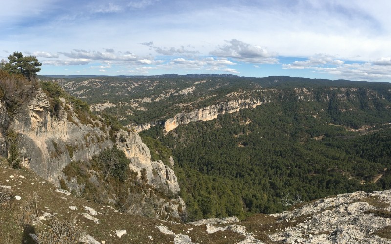 a landscape with trees and rocks