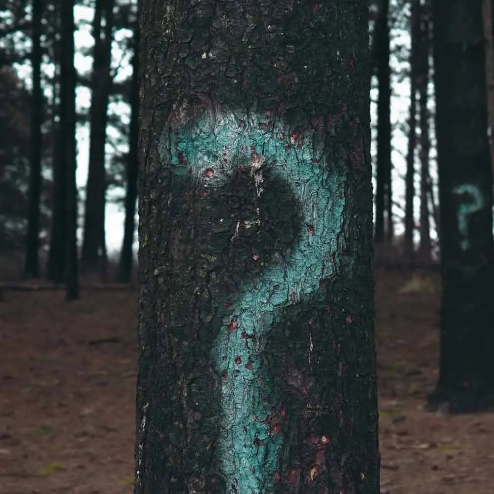 a tree trunk with a question mark painted on it