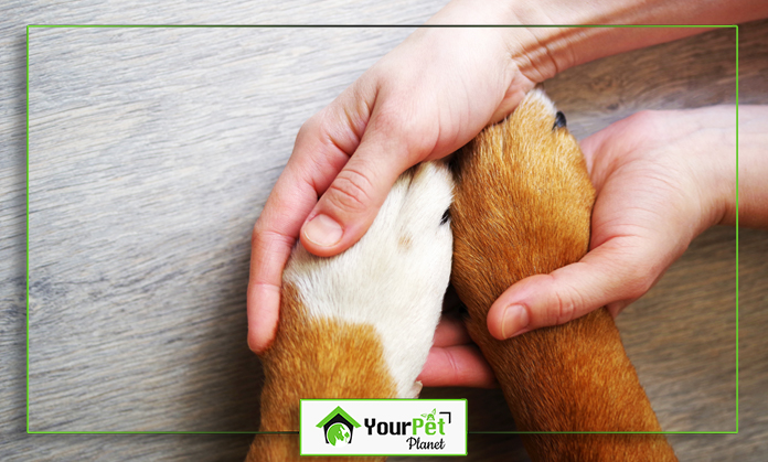 a close-up of hands holding a dog's paw