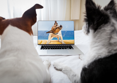 two dogs looking at a laptop screen
