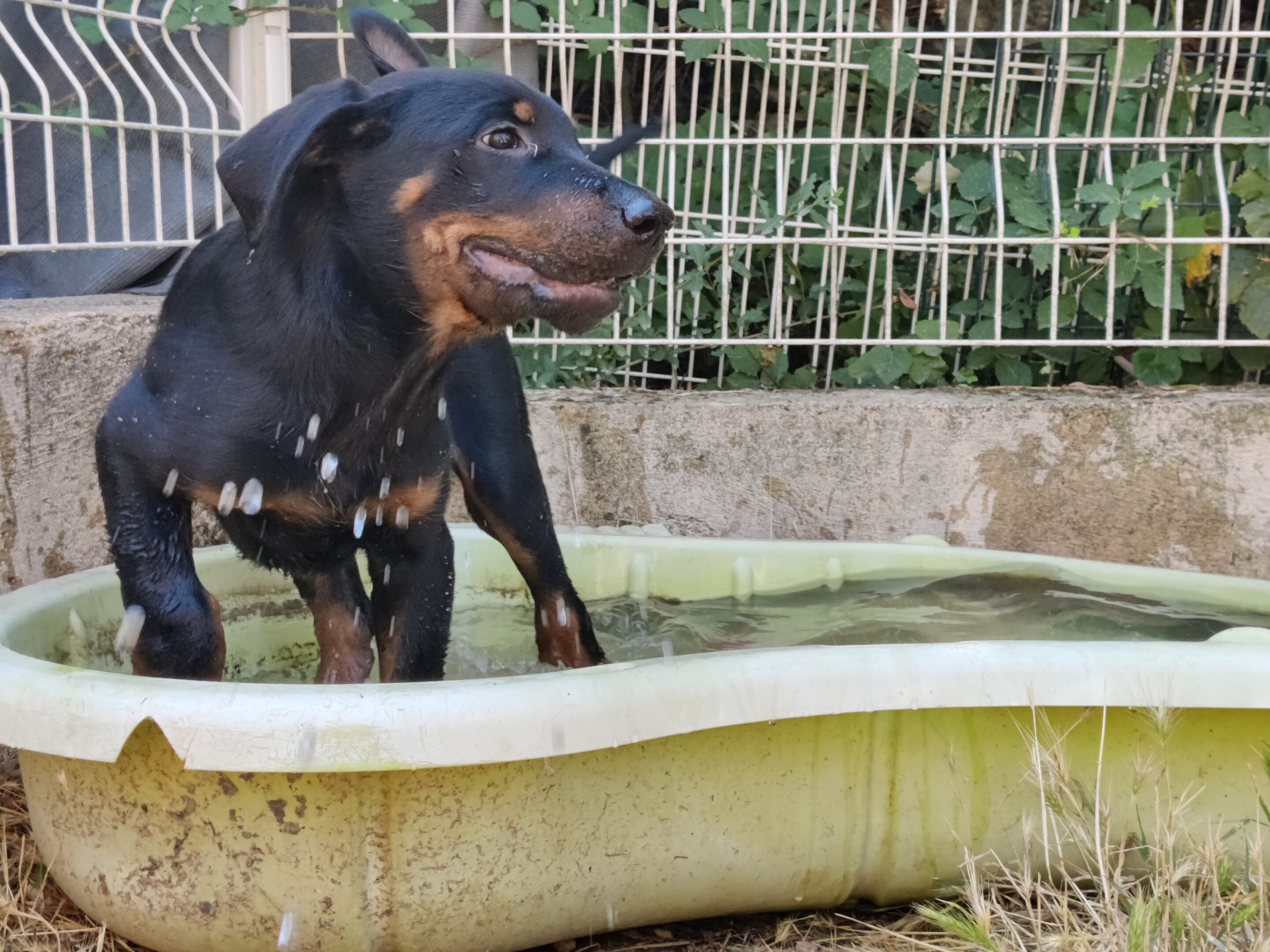 a dog standing in a small tub of water