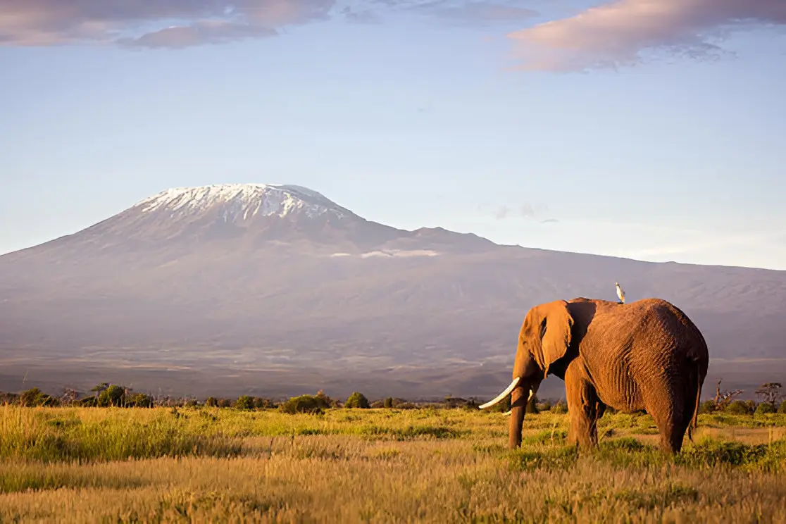 an elephant with tusks in a field with a mountain in the background