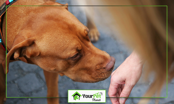 a hand touching a dog