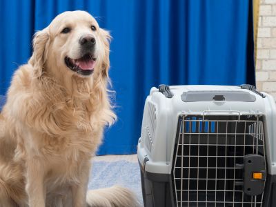 a dog sitting next to a cage