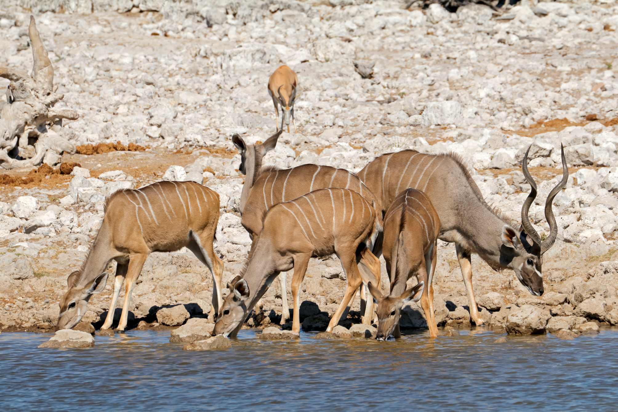 a group of animals drinking water