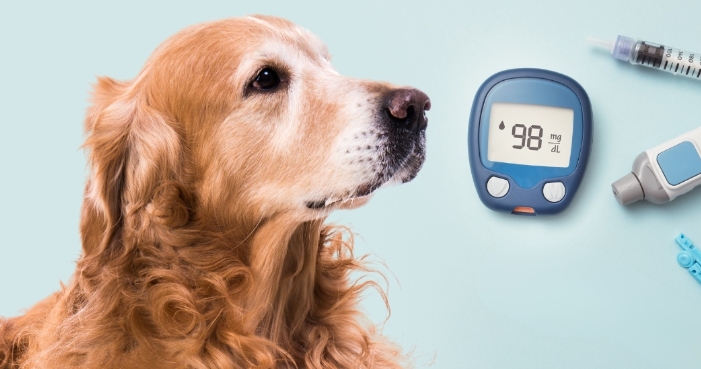 a dog looking at a blood sugar meter