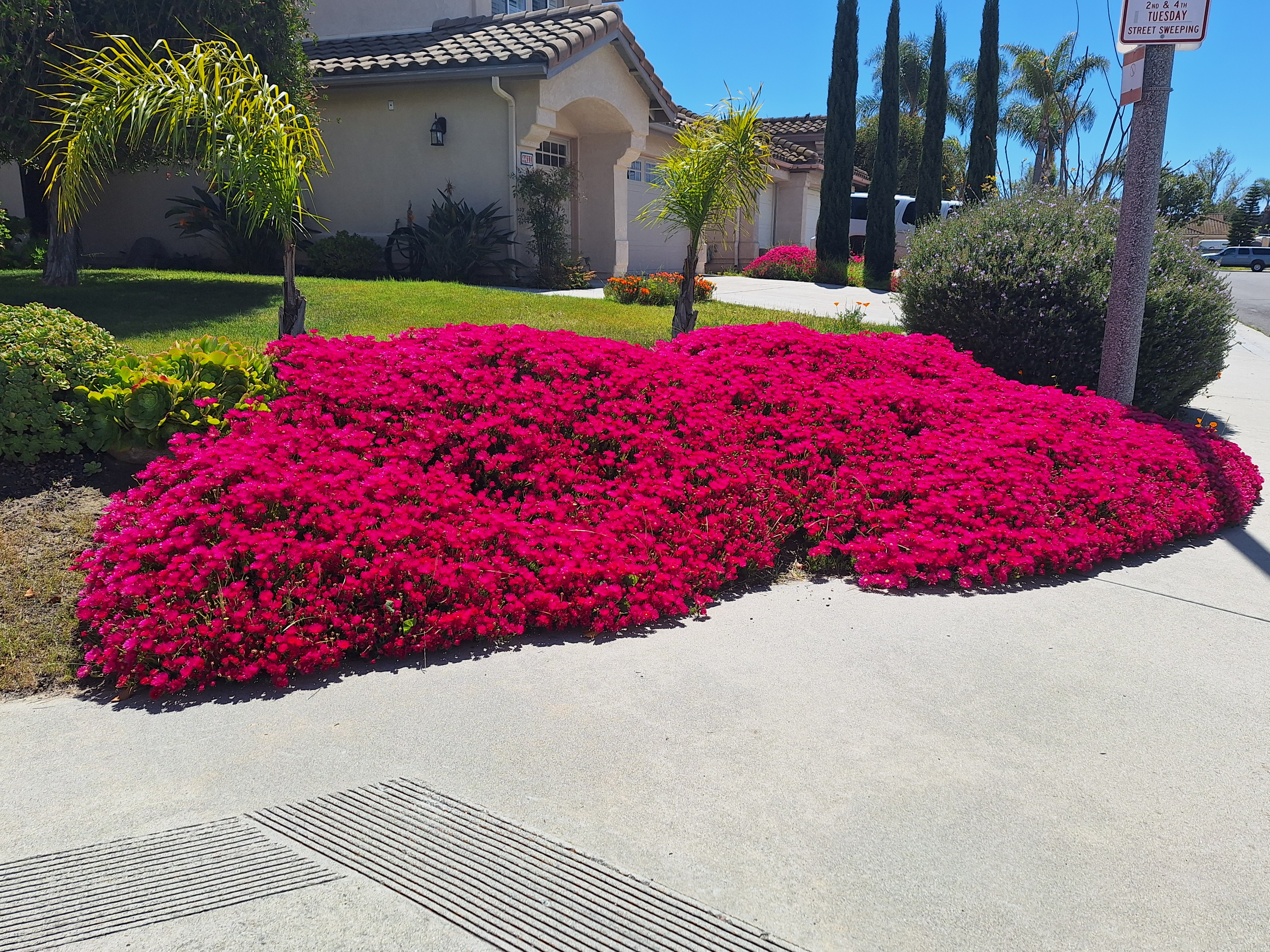 a pink flowers on a driveway