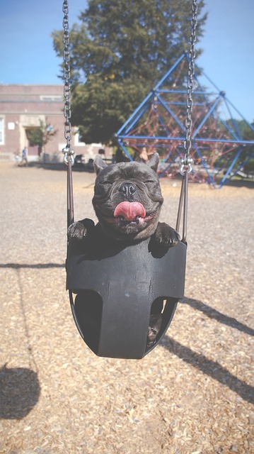 a dog in a swing